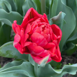 Tulipe - Andante - 10 bulbes - BIO