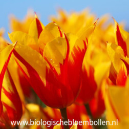 Tulipe - Fire Wings - 10 bulbes - BIO