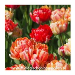 Tulipe - Gudoshnik Double - 10 bulbes - BIO