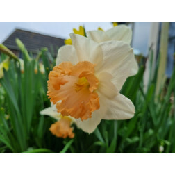 Narcisse - Accent - 10 bulbes - BIO