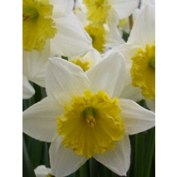 Narcisse - Ice Follies - 10 bulbes - BIO