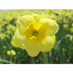 Narcisse - Sundisc - 10 bulbes - BIO