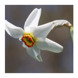 Narcisse - Recurvus - 10 bulbes - BIO