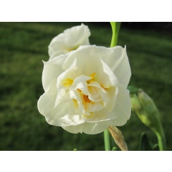 Narcisse - Bridal Crown - 10 bulbes - BIO