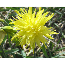 Narcisse - Rip van Winkle - 10 bulbes - BIO