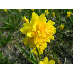 Narcisse - Tête Rosette - 10 bulbes - BIO
