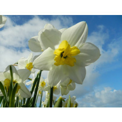 Narcisse - Papillon Blanc - 10 bulbes - BIO