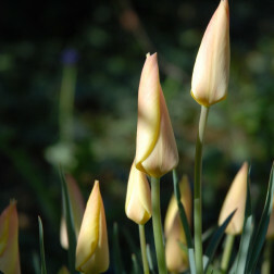 Tulipe botanique Tulipa batalinii Bronze Charm - 10 bulbes