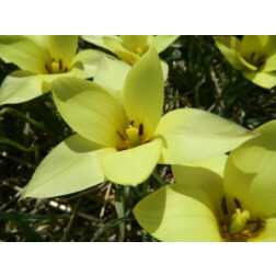 Tulipe botanique Honky Tonk - 10 bulbes