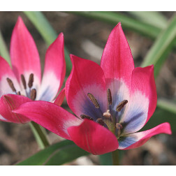 Tulipe botanique Tulipa Little Beauty - 10 bulbes