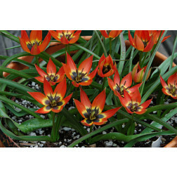 Tulipe, Little Princess - 10 bulbes