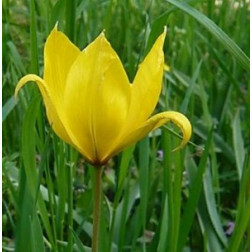 Tulipe des bois - Tulipa sylvestris - 10 bulbes - BIO