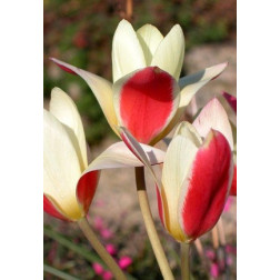 Tulipe, botanique Tinka - 10 bulbes