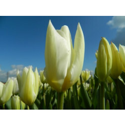 Tulipe, Purissima - 10 bulbes
