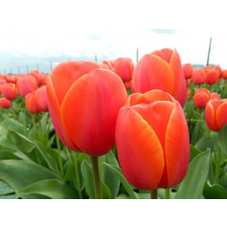 Tulipe, Ad Rem - 10 bulbes