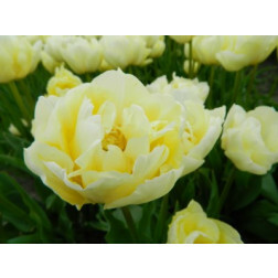 Tulipe, Verona - 10 bulbes