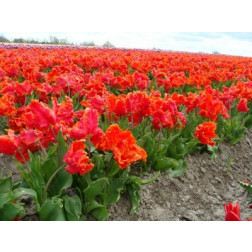 Tulipe Monarch Parrot - 10 bulbes  