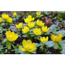 Eranthis Cilicica - 10 bulbes - BIO