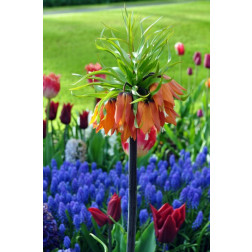Fritillaria imperialis, Garland Star - 10 bulbes