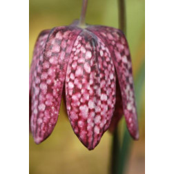 Kievitsbloem Fritillaria meleagris - 10 bollen