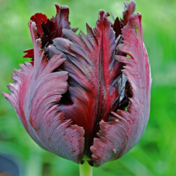 Tulipe Black Parrot - 10 bulbes  