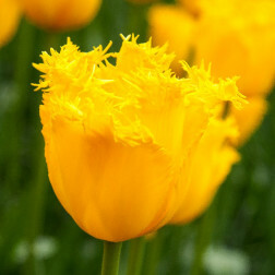 Tulipe Hamilton - 10 bulbes