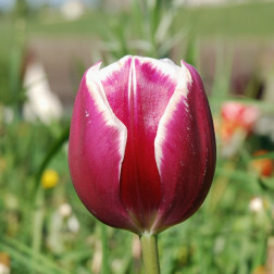 Tulipe Euro Vivi - 10 bulbes
