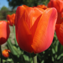 Tulipe Prins Willem Alexander - 10 bulbes - BIO
