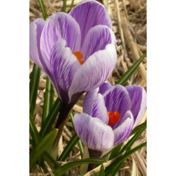 Crocus vernus Pickwick - 10 bulbes