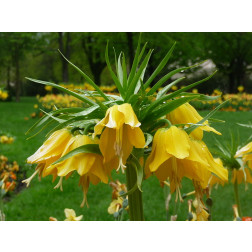 Fritillaire impériale - Fritillaria imperialis Lutea - 3 bulbes