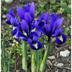Iris reticulata Harmony - 10 bulbes