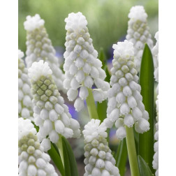Muscari d'Arménie - Muscari armeniacum Siberian Tiger - 10 bulbes