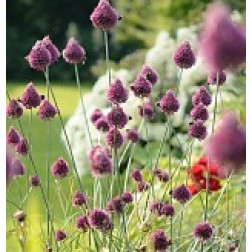Ail à tête ronde Allium sphaerocephalon - 10 bulbes