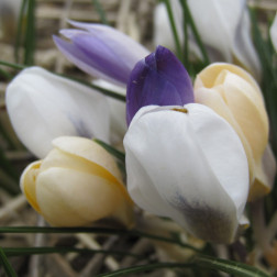 Crocus botanique - mélange de couleurs - 10 bulbes - BIO