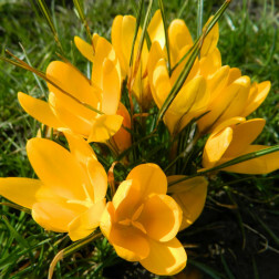 Crocus - Golden Yellow - 10 bulbes - BIO