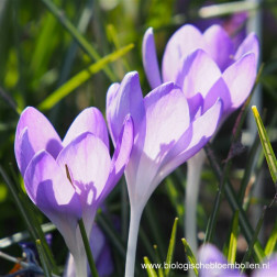 Crocus botanique - Barr's Purple - 10 bulbes - BIO