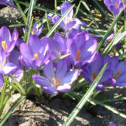 Crocus botanique - Ruby Giant - 10 bulbes - BIO