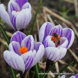 Crocus - King of the Striped - 10 bulbes - BIO