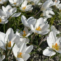 Crocus botanique - Crocus chrysanthus 'Ard Schenk' - 10 bulbes - BIO
