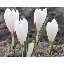 Crocus - Ice Queen - 10 bulbes - BIO