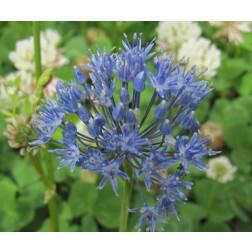 Allium caeruleum - Azureum - 10 bulbes - BIO