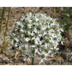 Ail d'ornement - Allium - Mount Everest - 3 bulbes - BIO