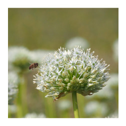 Allium stiptatum - Ail ornemental 'Mount Everest' - 5 bulbes - BIO
