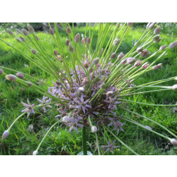 Allium Schubertii - 3 bulbes - BIO