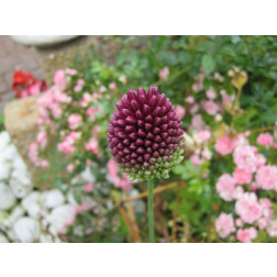 Allium spaerocephalon - 10 bulbes - BIO
