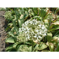 Ail noir - Allium nigrum - 10 bulbes - BIO