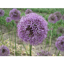 Allium - Gladiator - 3 bulbes - BIO