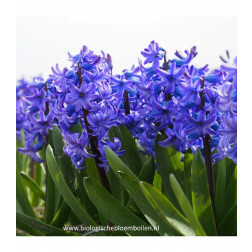 Jacinthe - Delft Blue - 5 bulbes - BIO