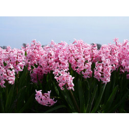 Jacinthe - Fondant - BIO - 10 bulbes