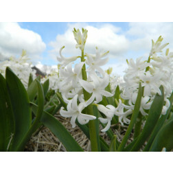 Jacinthe - White Pearl - BIO - 3 bulbes